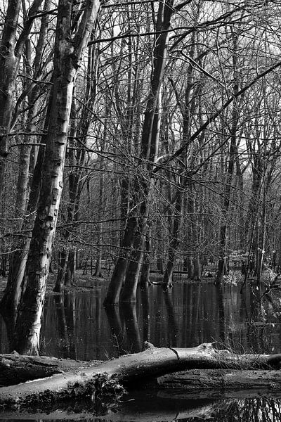 A Water Forest in black and white by Gerard de Zwaan