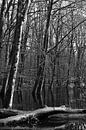 A Water Forest in black and white by Gerard de Zwaan thumbnail