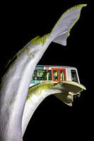 Saved by a Whale’s Tail