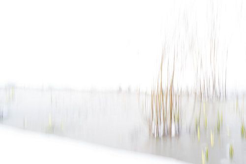 Winter Dreams in the Park