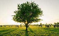 Ongestoord grazen, Oostvaardersplassen