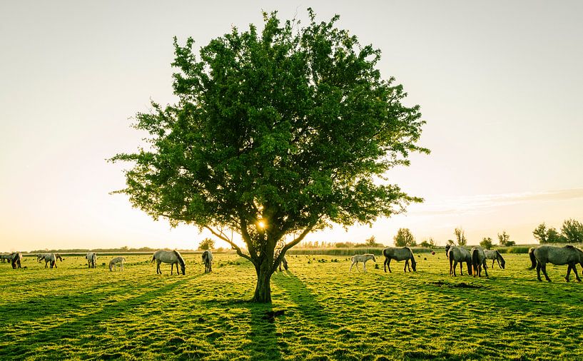 Ongestoord grazen, Oostvaardersplassen van Sven Wildschut