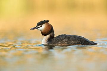 Great Crested Grebe (Podiceps cristatus) in last light of the day van wunderbare Erde