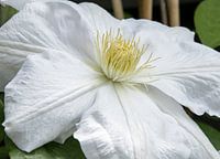 white clematis