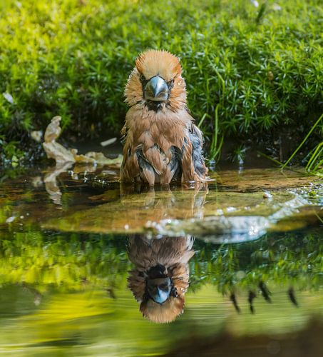 Bullfinch takes a bath