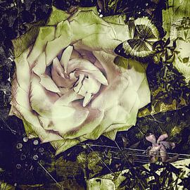 The rose once picked by someone by Helga Blanke