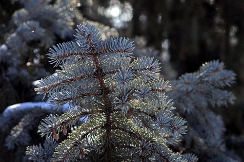 Branch of a blue spruce.