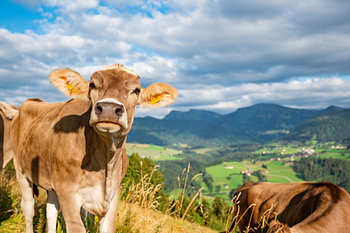 Süße Kuh am Kapf bei Oberstaufen