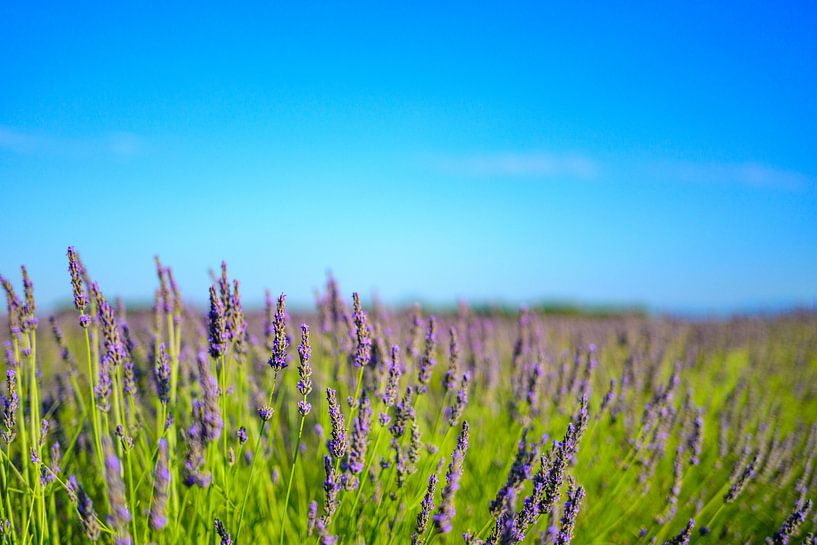 Blühender Lavendel in der Provence an einem Sommertag von Sjoerd van der Wal Fotografie