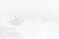 Canada goose in the fog