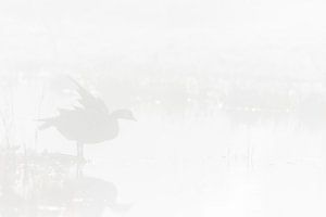 Canada goose in the fog