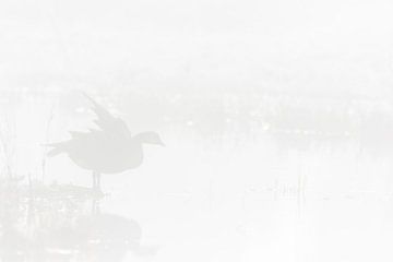 Canada goose in the fog by Dennis en Mariska