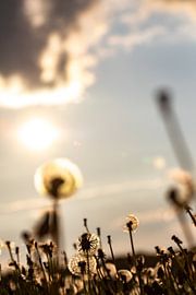 Löwenzahn. von Frank Slaghuis