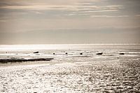 Seals lying on a sandbank.