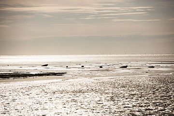 Zeehonden liggend op een zandplaat. van Rens Bressers