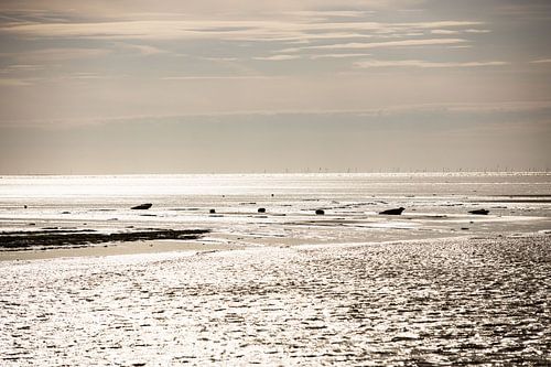 Robben, die auf einer Sandbank liegen.