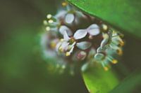 Macro photography of a flower