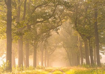 Early September by Marloes ten Brinke