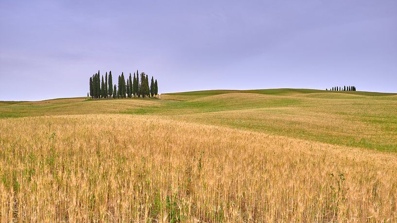 Die weltberühmten Zypressen der Toskana von Jenco van Zalk