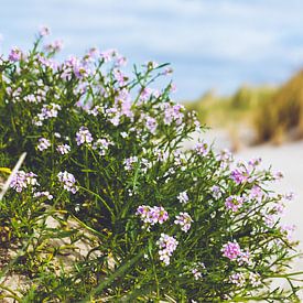 Zeeraket duinen Noord-Holland sur Frank Mosch