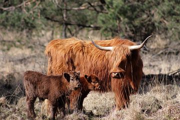 Schotse Hooglander met kalf van Joke van Bemmel