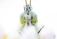 Orange tip, butterfly close up