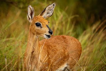 Impala glimlacht van Meleah Fotografie