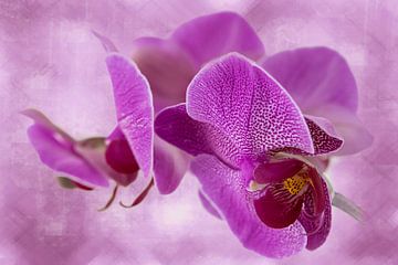 orchidee, donker roze van Rietje Bulthuis