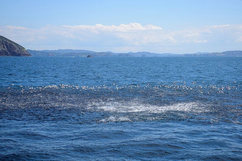 A fish frenzy near Mahenotapuku Island by Frank's Awesome Travels