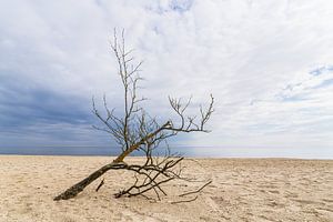 Baumstamm am Strand von Bansin auf der Insel Usedom