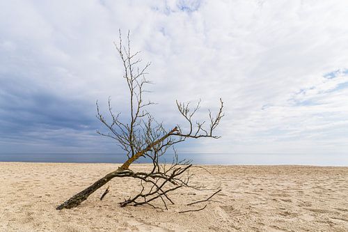 Boomstam op het strand bij Bansin op het eiland Usedom