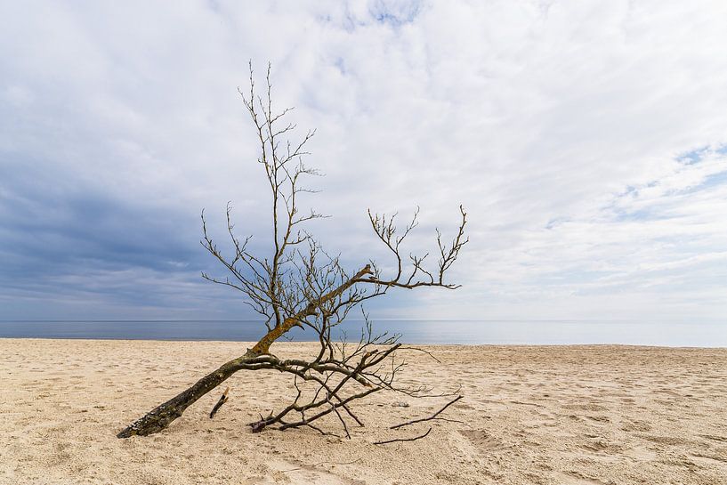 Baumstamm am Strand von Bansin auf der Insel Usedom von Rico Ködder