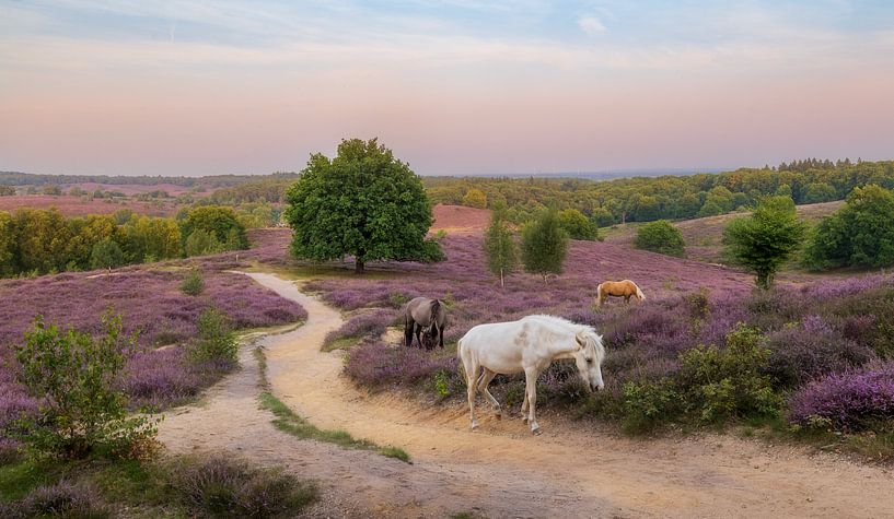 Horses on the moors by Thijs Friederich