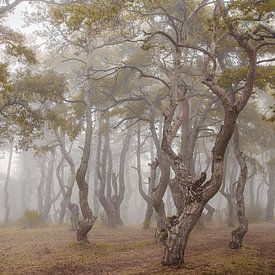 Kronkels in de mist van Ben De Winter