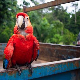 Roter Papagei von Kimberley Riel