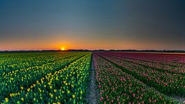 Tulipes sur Texel sur Richard Heerschap Fotografie