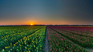 Tulpen op Texel