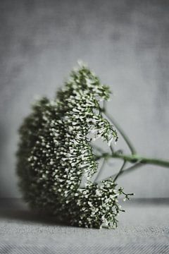 Flower by Melanie Schat
