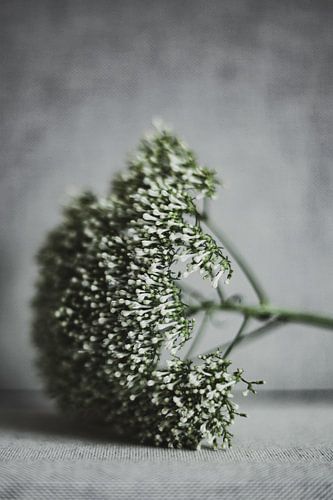 Flower by Melanie Schat