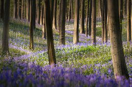 Blauglockentraum Hallerbos von Rob Visser
