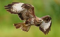 Vliegende buizerd.
