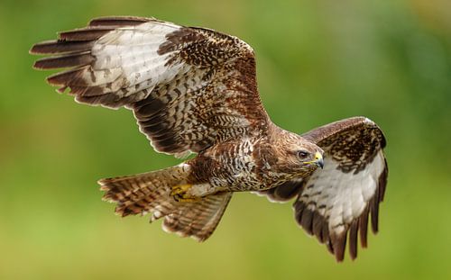 Fliegender Bussard.
