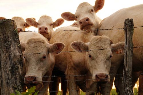 avec tous les animaux dans la photo (troupeau)