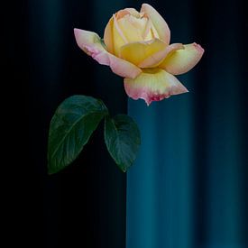 Yellow rose on blue black background by Ribbi