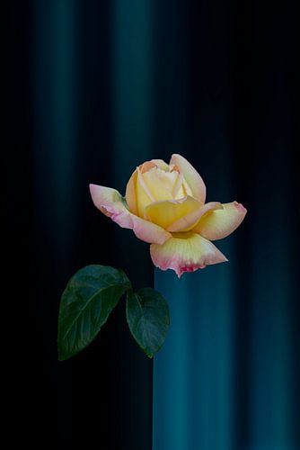 Yellow rose on blue black background