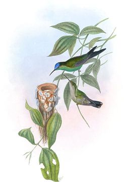Braziliaanse houtnimf, John Gould van Hummingbirds