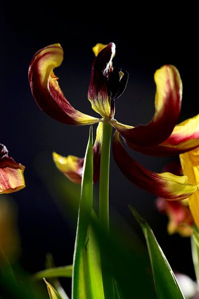 Ephemerality by Thomas Jäger