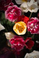 Tulpen