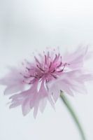Korenbloem II