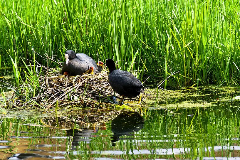 moorhens with young by joyce kool